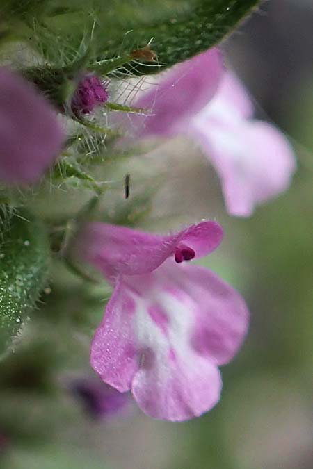 Clinopodium graveolens subsp. rotundifolium \ Rundblttriger Steinquendel / Round-Leaved Calamint, Rhodos City 28.3.2019