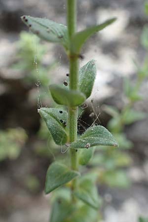 Clinopodium graveolens subsp. rotundifolium \ Rundblttriger Steinquendel / Round-Leaved Calamint, Rhodos City 28.3.2019