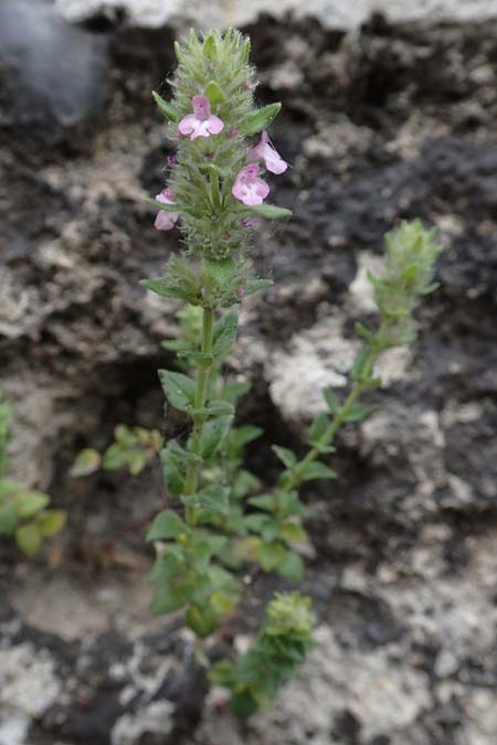 Clinopodium graveolens subsp. rotundifolium \ Rundblttriger Steinquendel / Round-Leaved Calamint, Rhodos City 28.3.2019