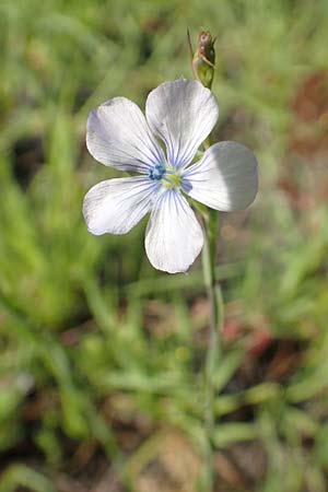 Linum bienne \ Zweijhriger Lein / Pale Flax, Rhodos Lardos 3.4.2019