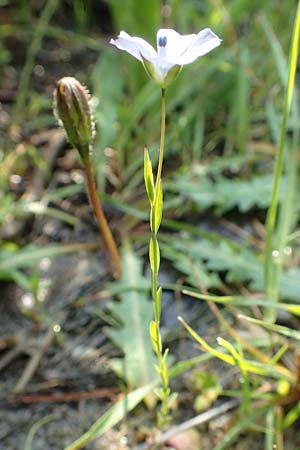 Linum bienne \ Zweijhriger Lein / Pale Flax, Rhodos Lardos 3.4.2019