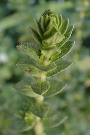 Micromeria nervosa \ Pal�stina-Steinminze / Veined Savory, Rhodos/Rhodes Lindos 20.3.2023