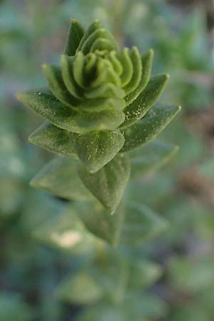 Micromeria nervosa \ Pal�stina-Steinminze / Veined Savory, Rhodos/Rhodes Lindos 20.3.2023