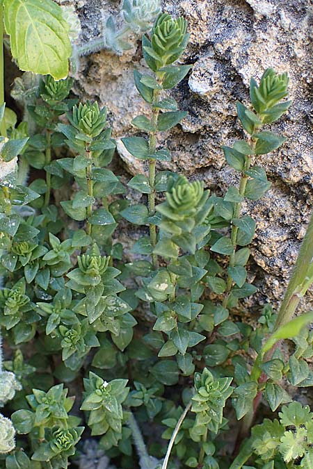 Micromeria nervosa \ Pal�stina-Steinminze / Veined Savory, Rhodos/Rhodes Lindos 20.3.2023