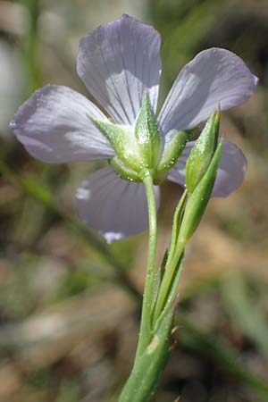 Linum bienne \ Zweijhriger Lein / Pale Flax, Rhodos Laerma 27.3.2023