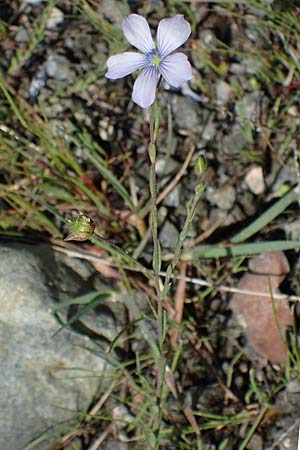 Linum bienne \ Zweijhriger Lein / Pale Flax, Rhodos Laerma 27.3.2023