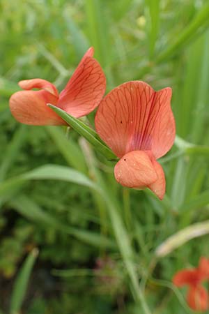 Lathyrus cicera \ Rote Platterbse / Red Vetchling, Rhodos Kattavia 1.4.2019