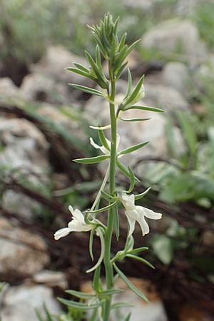 Linaria chalepensis \ Aleppo-Leinkraut / Mediterranean Toadflax, Aleppo Toadflax, Rhodos/Rhodes Faliraki 4.4.2019