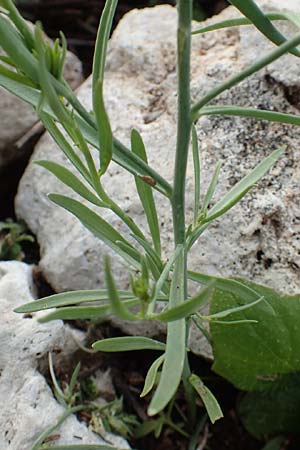 Linaria chalepensis \ Aleppo-Leinkraut / Mediterranean Toadflax, Aleppo Toadflax, Rhodos/Rhodes Faliraki 4.4.2019