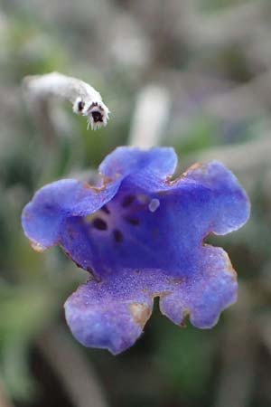 Lithodora hispidula \ Borstiger Steinsame / Shrubby Gromwell, Rhodos Akramitis 21.3.2023