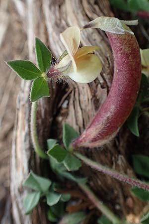 Lotus edulis \ Essbarer Hornklee, Rhodos Kallithea Terme 4.4.2019