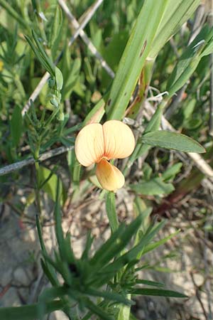 Lathyrus gorgoni \ Orangefarbige Platterbse / Orange Vetchling, Rhodos/Rhodes Kattavia 26.3.2019