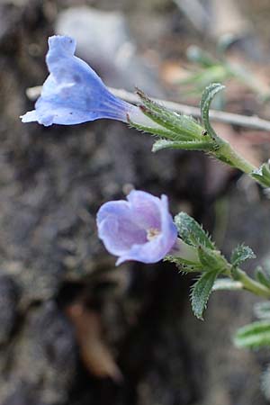 Lithodora hispidula \ Borstiger Steinsame / Shrubby Gromwell, Rhodos Archangelos 17.3.2023