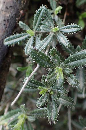 Lithodora hispidula \ Borstiger Steinsame / Shrubby Gromwell, Rhodos Archangelos 17.3.2023