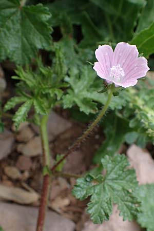 Malva cretica \ Kretische Malve / Mediterranean Mallow, Rhodos/Rhodes Attaviros 24.3.2023