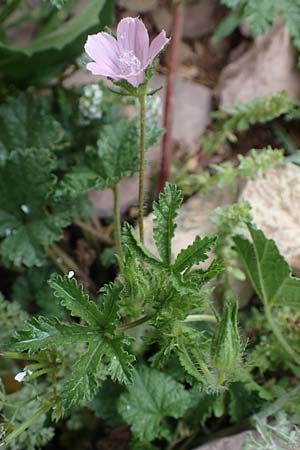 Malva cretica \ Kretische Malve / Mediterranean Mallow, Rhodos/Rhodes Attaviros 24.3.2023