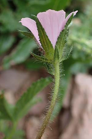 Malva cretica \ Kretische Malve / Mediterranean Mallow, Rhodos/Rhodes Attaviros 24.3.2023