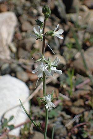 Linaria chalepensis \ Aleppo-Leinkraut / Mediterranean Toadflax, Aleppo Toadflax, Rhodos/Rhodes Moni Artamiti 27.3.2023