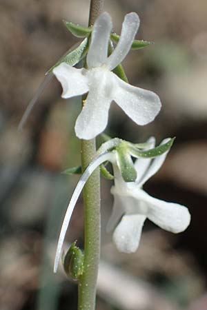 Linaria chalepensis, Aleppo-Leinkraut