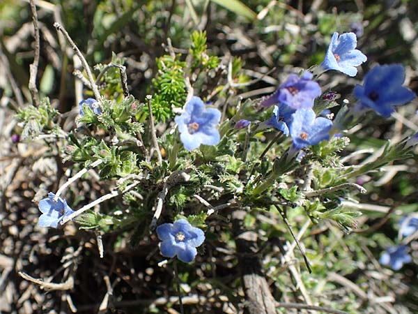 Lithodora hispidula \ Borstiger Steinsame / Shrubby Gromwell, Rhodos Lardos 24.3.2019