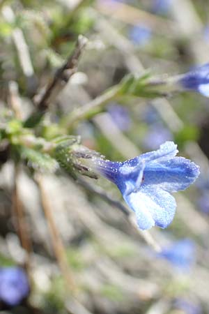 Lithodora hispidula \ Borstiger Steinsame / Shrubby Gromwell, Rhodos Lardos 24.3.2019