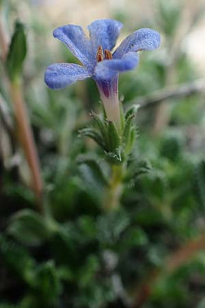 Lithodora hispidula \ Borstiger Steinsame / Shrubby Gromwell, Rhodos Tsambika 30.3.2019