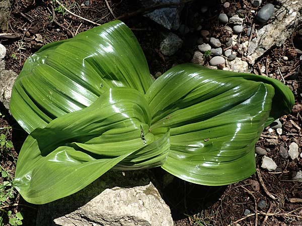 Colchicum macrophyllum \ Gro&szlig;bl&auml;ttrige Zeitlose / Large-Leaved Autumn Crocus, Rhodos/Rhodes Profitis Ilias 2.4.2019