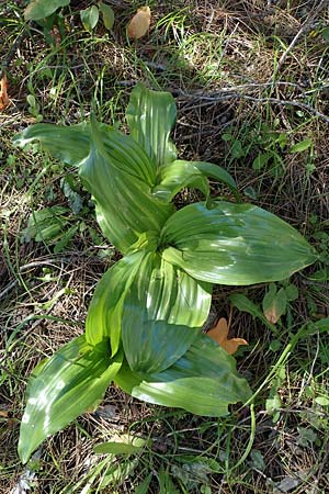 Colchicum macrophyllum \ Gro&szlig;bl&auml;ttrige Zeitlose / Large-Leaved Autumn Crocus, Rhodos/Rhodes Skoutouljaris - Schlucht / Gorge 19.3.2023