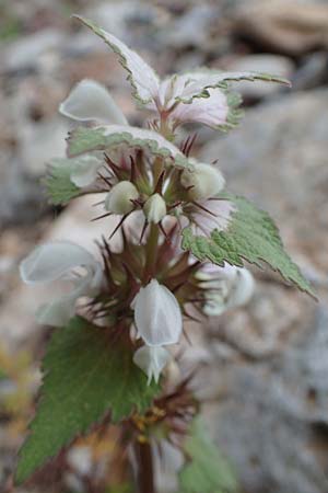 Lamium moschatum \ Moschus-Taubnessel / Musk Dead-Nettle, Rhodos Attaviros 24.3.2023