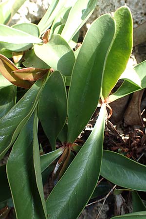 Limonium narbonense \ Sp&auml;ter Strandflieder / Common Sea Lavender, Rhodos/Rhodes Kallithea Terme 7.4.2019