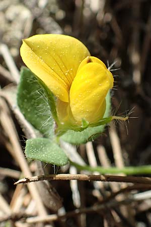 Lotus edulis \ Essbarer Hornklee, Rhodos Epta Piges 27.3.2019