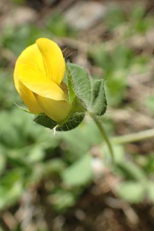 Lotus edulis \ Essbarer Hornklee, Rhodos Epta Piges 27.3.2019