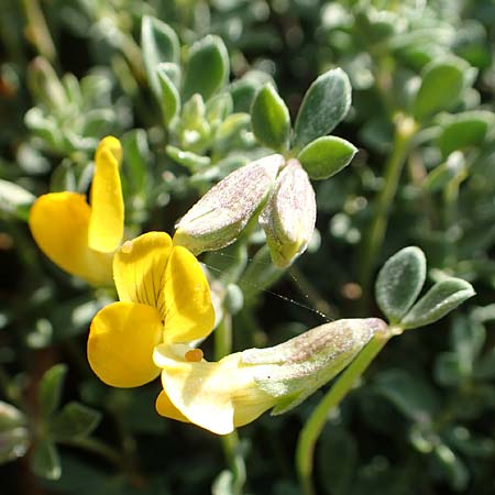 Lotus halophilus \ Salzliebender Hornklee, Rhodos Kallithea Terme 7.4.2019