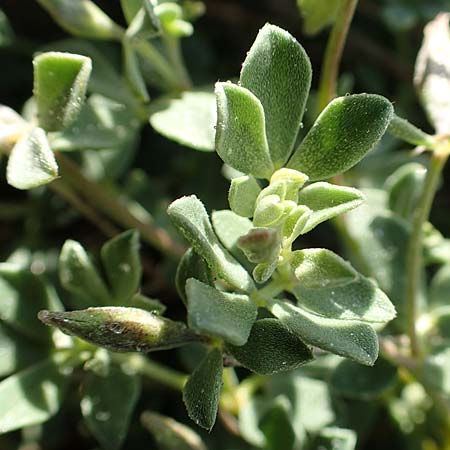Lotus halophilus \ Salzliebender Hornklee, Rhodos Kallithea Terme 7.4.2019