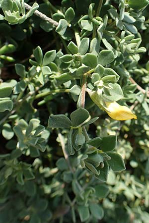 Lotus halophilus \ Salzliebender Hornklee, Rhodos Kallithea Terme 7.4.2019