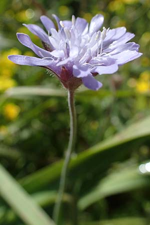 Knautia integrifolia subsp. urvillei \ Urvilles Witwenblume / Urville's Widow Flower, Rhodos/Rhodes Archangelos 17.3.2023