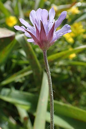 Knautia integrifolia subsp. urvillei \ Urvilles Witwenblume / Urville's Widow Flower, Rhodos/Rhodes Archangelos 17.3.2023