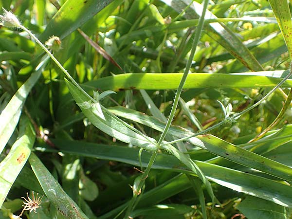 Knautia integrifolia subsp. urvillei \ Urvilles Witwenblume / Urville's Widow Flower, Rhodos/Rhodes Archangelos 17.3.2023