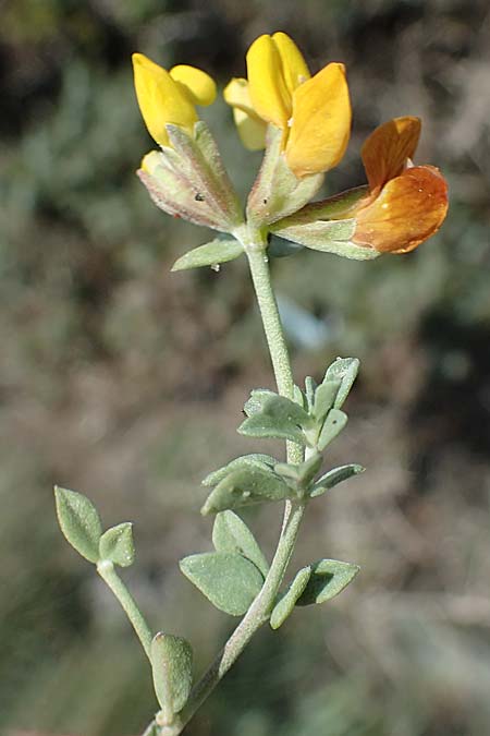 Lotus creticus \ Kretischer Hornklee, Rhodos Apolakkia 25.3.2023