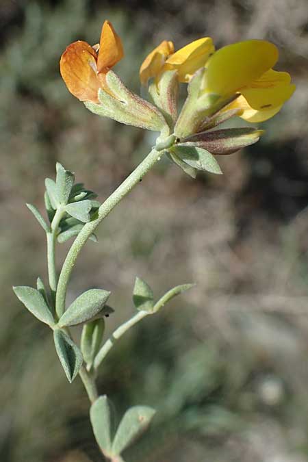 Lotus creticus \ Kretischer Hornklee, Rhodos Apolakkia 25.3.2023