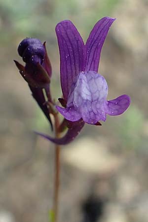 Linaria pelisseriana \ Schlundh�ckriges Leinkraut / Jersey Toadflax, Rhodos/Rhodes Lardos 3.4.2019