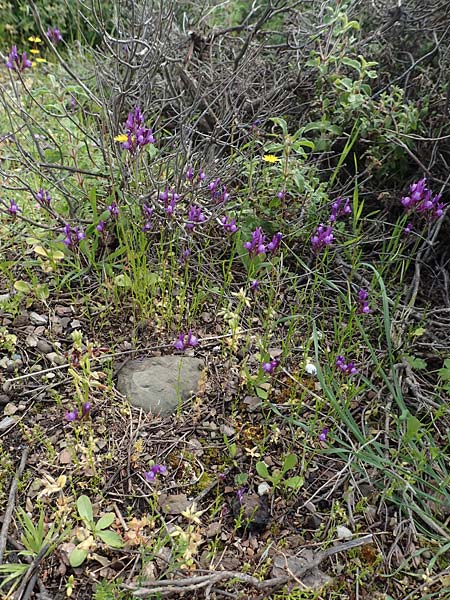 Linaria pelisseriana \ Schlundh�ckriges Leinkraut / Jersey Toadflax, Rhodos/Rhodes Lardos 3.4.2019