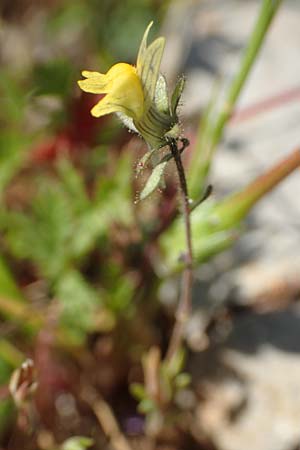 Linaria simplex \ Einfaches Leinkraut / Simple Toadflax, Rhodos/Rhodes Monolithos 31.3.2019