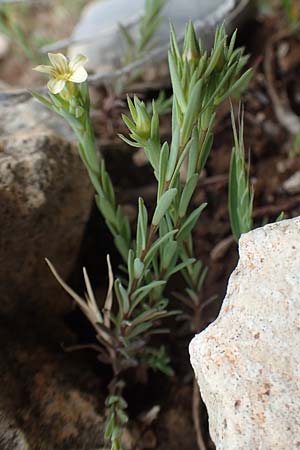 Linum strictum \ Steifer Lein / Upright Flax, Rhodos Prasonisi 1.4.2019