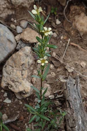Linum strictum \ Steifer Lein / Upright Flax, Rhodos Prasonisi 1.4.2019