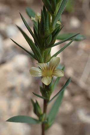 Linum strictum \ Steifer Lein / Upright Flax, Rhodos Prasonisi 1.4.2019