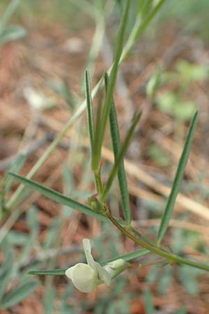 Lathyrus saxatilis \ Felsen-Platterbse / Rock Vetchling, Rhodos/Rhodes Laerma 4.4.2019