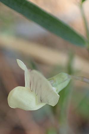 Lathyrus saxatilis \ Felsen-Platterbse / Rock Vetchling, Rhodos/Rhodes Laerma 4.4.2019
