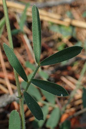 Lathyrus saxatilis \ Felsen-Platterbse / Rock Vetchling, Rhodos/Rhodes Laerma 4.4.2019