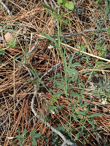 Lathyrus saxatilis \ Felsen-Platterbse / Rock Vetchling, Rhodos/Rhodes Laerma 4.4.2019